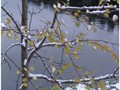 Пзим-03-1-005