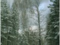 Пзим-03-1-036
