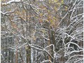 Пзим-03-1-037