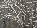 Пзим-03-1-043