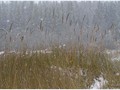 П-зима-03-5-012
