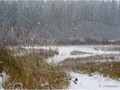 П-зима-03-5-013