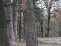 О-03буб5-1223