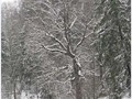 П-зима-03-5-159