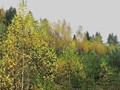 Осень-03-699