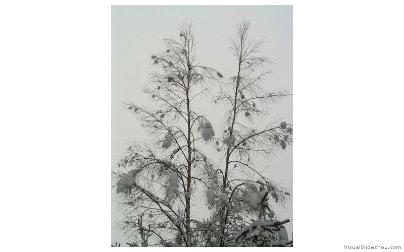 Zima-04-120