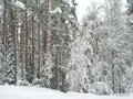 Zima-04-031