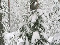 Zima-04-106