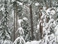 Zima-04-191