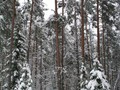 Zima-04-461