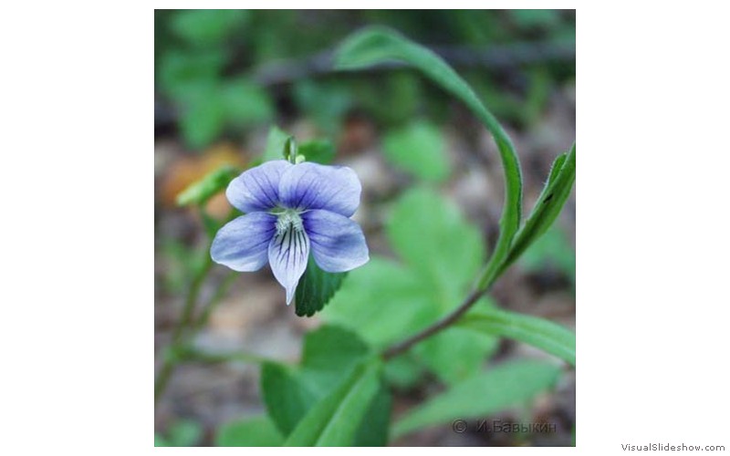 P5090995