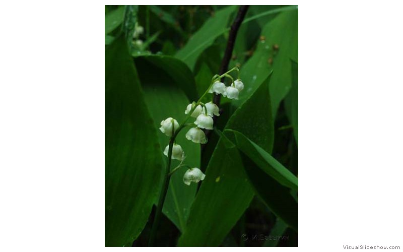 P6123054