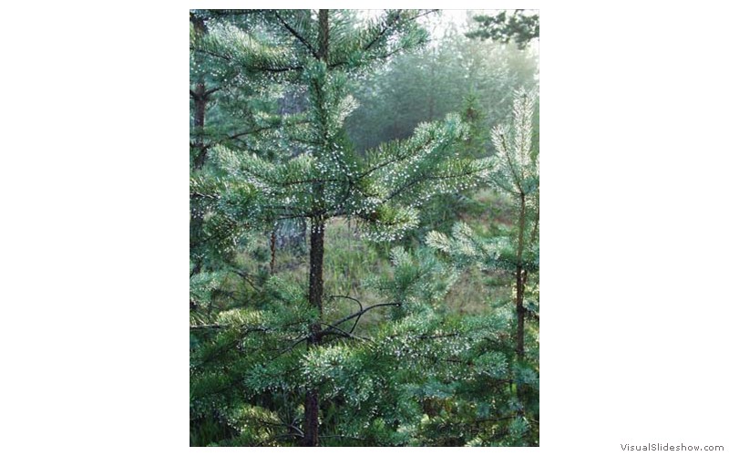 P7285306