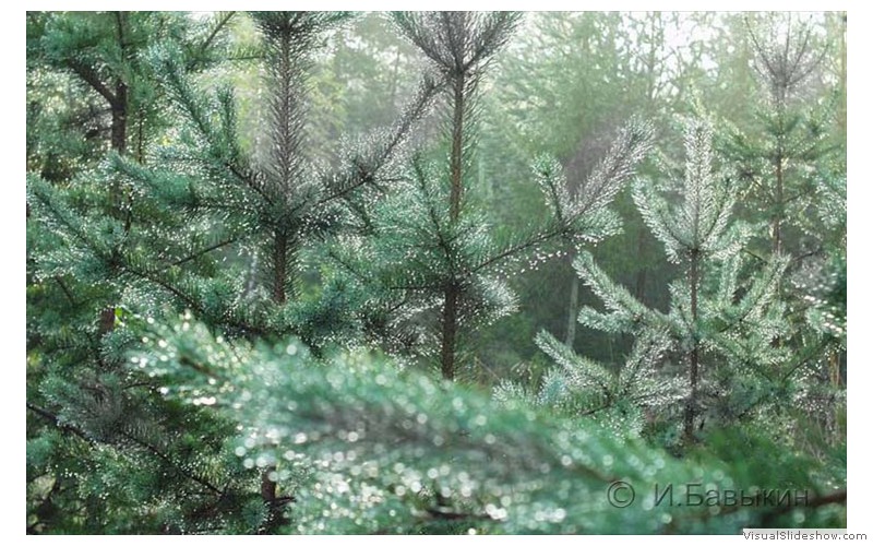 P7285325