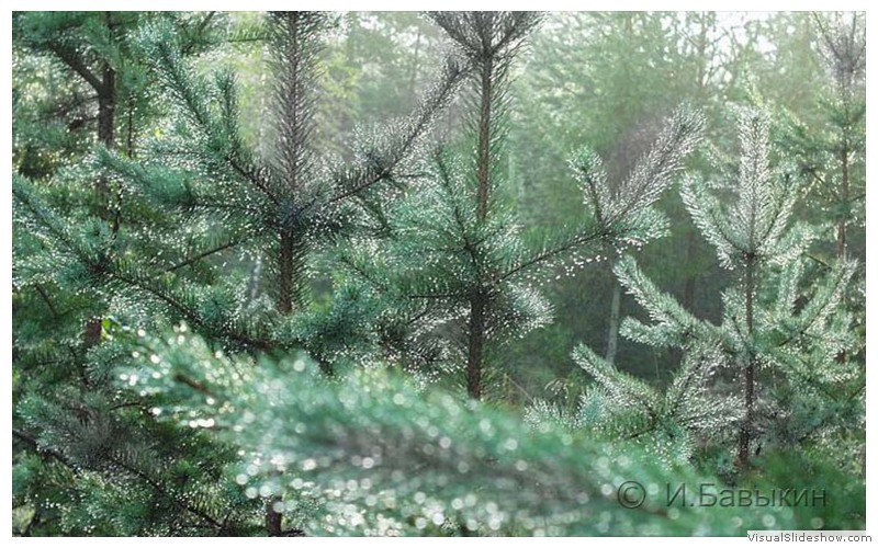 P7285325m