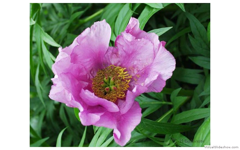 Pion