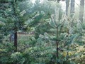 P7285307