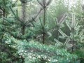 P7285325