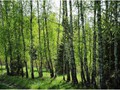 Vesna-02-091