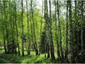 Vesna-02-091_1
