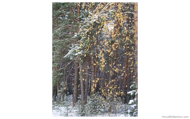 Предзима-03-1-208
