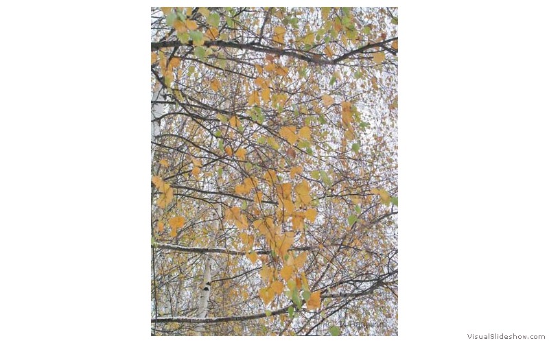 Предзима-03-2-307