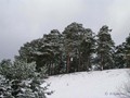 Предзима-03-1-184