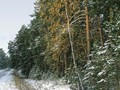 Предзима-03-1-207