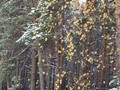 Предзима-03-1-208