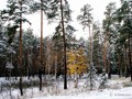 Предзима-03-1-217