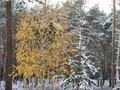 Предзима-03-1-221