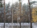Предзима-03-1-228