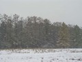 Предзима-03-2-263