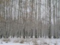 Предзима-03-2-264
