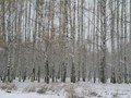 Предзима-03-2-265