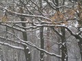 Предзима-03-2-286