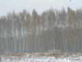 Предзима-03-2-295