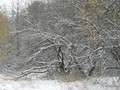 Предзима-03-2-297