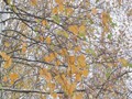 Предзима-03-2-307