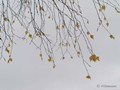 Предзима-03-2-314