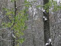 Предзима-03-2-397