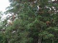 9-Печать-087