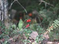 www  DSC_167616 сентябрь