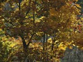 www  DSC_193216 сентябрь