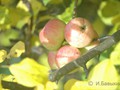 www  DSC_195116 сентябрь